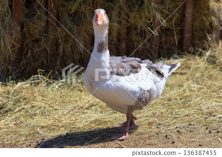 Adult goose in the paddock Adult goose in the paddock 136387455