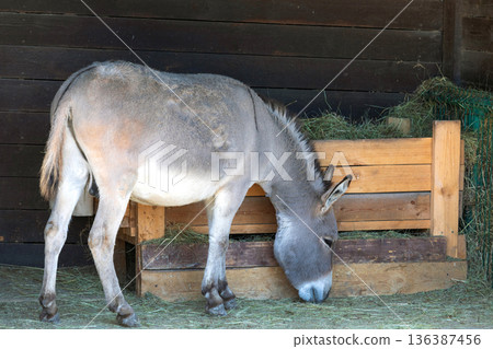 Adult donkey eating straw in a barn Adult donkey eating straw in a barn 136387456
