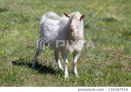 White goat on a meadow White goat on a meadow 136387459