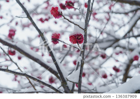 雪中的梅花 136387909