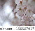 Cherry trees wet with rain 136387917
