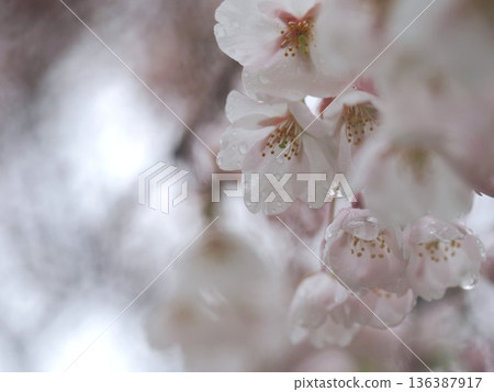 Cherry trees wet with rain Cherry trees wet with rain 136387917