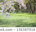 Scenery with cherry blossoms 136387918