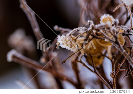 Withered hydrangeas frozen by frost on a winter morning Withered hydrangeas frozen by frost on a winter morning 136387924