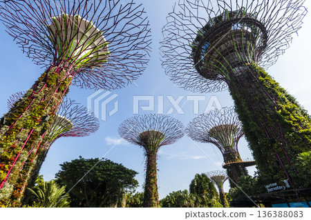 Low-angle view of the Supertree Grove at Gardens by the Bay in Singapore, there is an exhilarating light and musical show at night. Low-angle view of the Supertree Grove at Gardens by the Bay in Singapore, there is an exhilarating light and musical show at night. 136388083