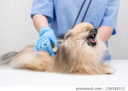 A veterinarian examines a cute Pomeranian dog A veterinarian examines a cute Pomeranian dog 136388151