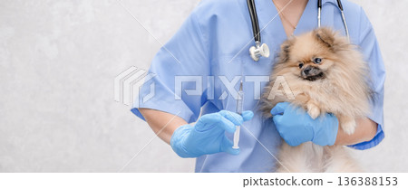 A veterinarian examines a cute Pomeranian dog 136388153