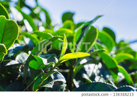 茶葉種植園花園休閒場茶園 136388213