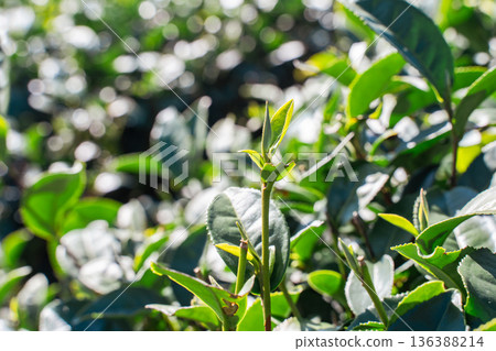 茶葉種植園花園休閒場茶園 136388214