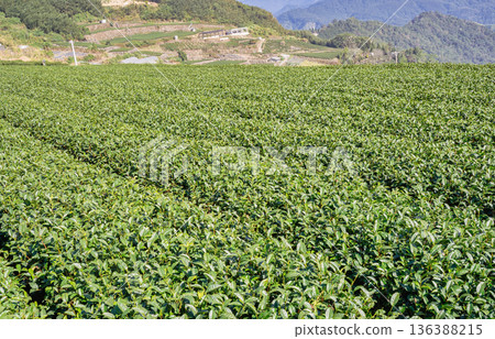 茶葉種植園花園休閒場茶園 136388215