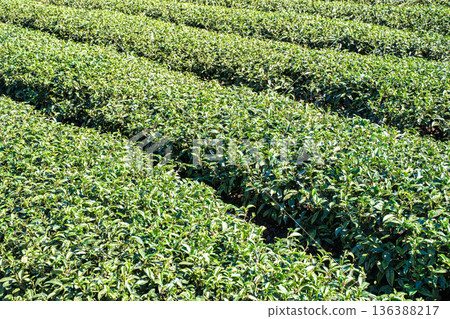 茶葉種植園花園休閒場茶園 136388217