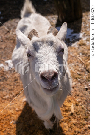 Close up of white goat nose. Funny animal portrait and farm life concept. Domestic livestock for agriculture and petting zoo 136388265