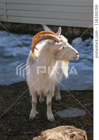 White goat standing on a small organic farm. Farming and livestock concept for agriculture content or farm animal education. White goat standing on a small organic farm. Farming and livestock concept for agriculture content or farm animal education. 136388266