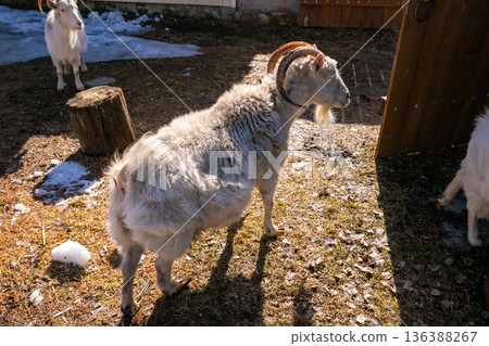 A large white female goat with big horns standing in a field with patches of snow. Organic farm animal grazing outdoors with other female goats. 136388267