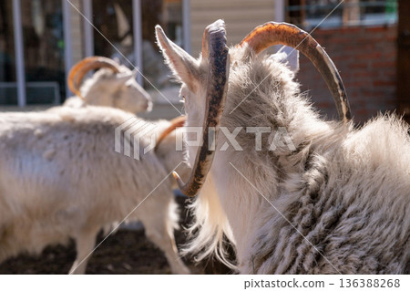 Three white goats with horns standing outdoors. Organic livestock farming and natural animal husbandry concept, for agriculture. 136388268