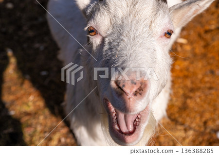 Cute white female goat close up with wide open mouth looking directly at camera. Rural farm animal portrait. Concept for agriculture and farming. Cute white female goat close up with wide open mouth looking directly at camera. Rural farm animal portrait. Concept for agriculture and farming. 136388285