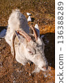 White female goat with horns looking up on a sunny day. Farm animal portrait for agriculture and rural life concept. Organic farming 136388289