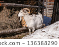 White goat with large curved horns standing near hay and chopped wood. Organic farming and livestock concept for agricultural themes, free grazing 136388290