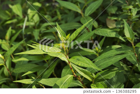 Vietnamese coriander in the garden Vietnamese coriander in the garden 136388295