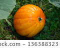 A large round orange-red pumpkin grows on an organic farm in the green grass 136388323
