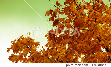 autumn leaves fall trees nature background autumn leaves fall trees nature background 136388443