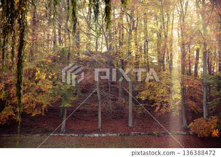 Sunbeams trough trees in park Sunbeams trough trees in park 136388472