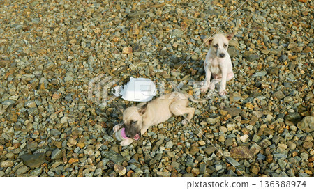 Filipino cute small dog or puppies animals Canus lupus familiaris aspin asong pinoy stray homeless hungry askal suffering skin disease domestic abandon or unwanted lost pets roaming freely sitting Filipino cute small dog or puppies animals Canus lupus familiaris aspin asong pinoy stray homeless hungry askal suffering skin disease domestic abandon or unwanted lost pets roaming freely sitting 136388974