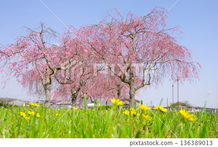 Chidorigawa Sakura Tsutsumi Park, Kato City, Hyogo Prefecture 136389013