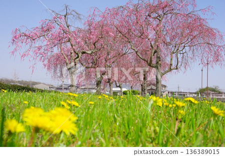 兵庫縣加東市千鳥川櫻花堤公園 兵庫縣加東市千鳥川櫻花堤公園 136389015