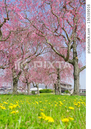 兵庫縣加東市千鳥川櫻花堤公園 136389016