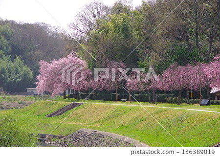 兵庫縣加東市千鳥川櫻花堤公園 兵庫縣加東市千鳥川櫻花堤公園 136389019