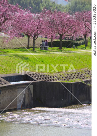 兵庫縣加東市千鳥川櫻花堤公園 136389020