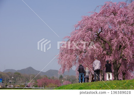 兵庫縣加東市千鳥川櫻花堤公園 兵庫縣加東市千鳥川櫻花堤公園 136389028