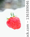 Shining red jewels on the snowy fields: ripe strawberries 136389046