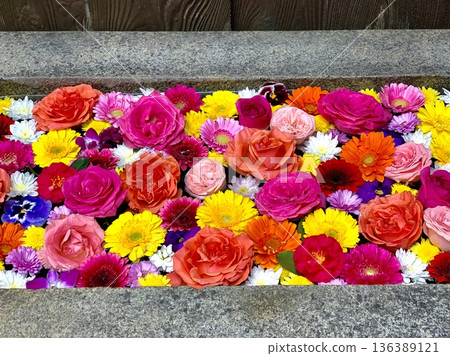 二月,愛知縣岡崎市菅尾神宮的鮮花水池美輪美奐(玫瑰、菊花、非洲菊、三色堇和野豌豆)。 二月,愛知縣岡崎市菅尾神宮的鮮花水池美輪美奐(玫瑰、菊花、非洲菊、三色堇和野豌豆)。 136389121