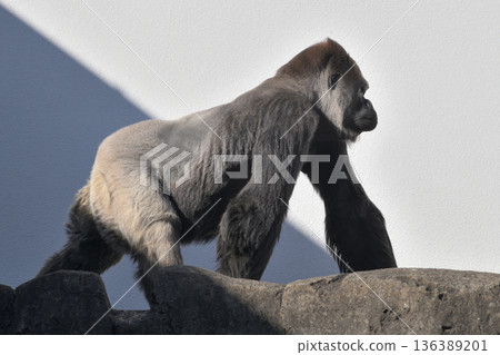 A gorilla striding in the midwinter sunshine A gorilla striding in the midwinter sunshine 136389201