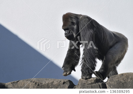 A gorilla walking with his favorite twig in his mouth A gorilla walking with his favorite twig in his mouth 136389295