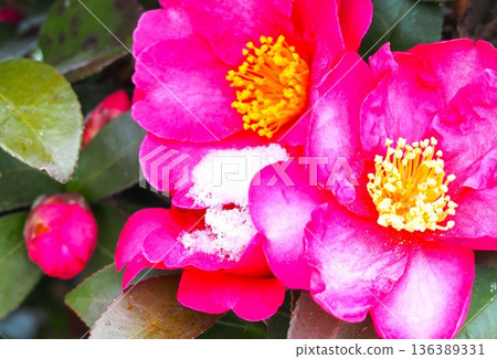 紅色sasanqua花 136389331