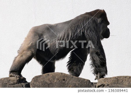 一隻挺著啤酒肚的大猩猩走在白牆前 136389441