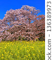 The vivid contrast of cherry blossoms in full bloom and rape blossoms against the blue sky 136389973