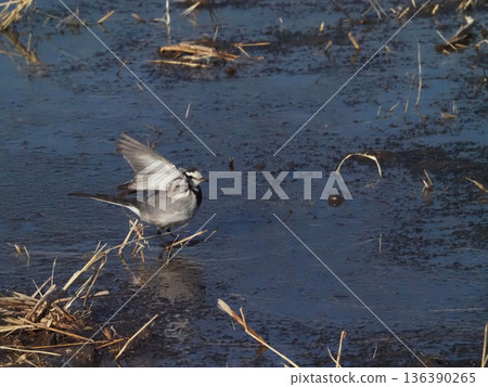 Wagtail spreading its wings in a frozen rice field (Wagtail on the Kanaga Plain on a cold morning) Wagtail spreading its wings in a frozen rice field (Wagtail on the Kanaga Plain on a cold morning) 136390265