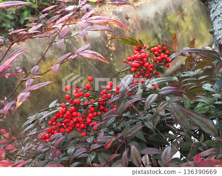 Red nandina berries on the riverbank (nandina in the upper reaches of the Yoshino River) Red nandina berries on the riverbank (nandina in the upper reaches of the Yoshino River) 136390669