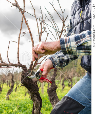 Farmer pruning the vine in winter. Agriculture. 136390716