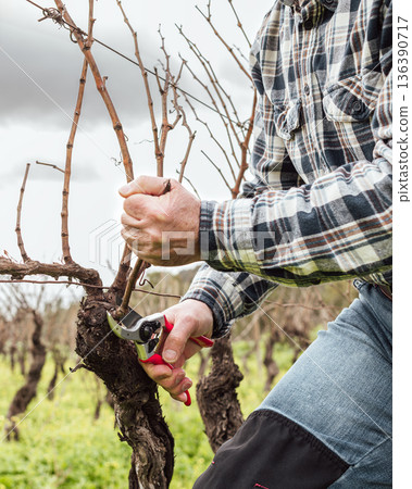 Farmer pruning the vine in winter. Agriculture. 136390717