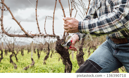 Farmer pruning the vine in winter. Agriculture. 136390718