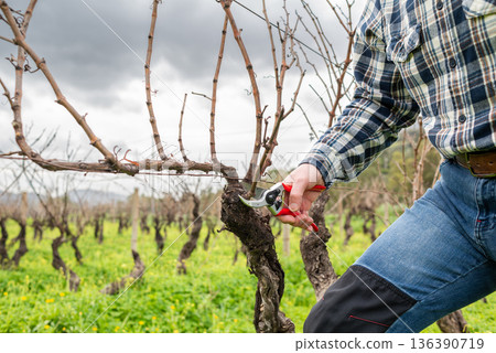 Farmer pruning the vine in winter. Agriculture. 136390719