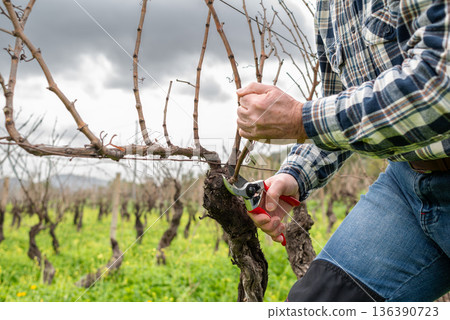 Farmer pruning the vine in winter. Agriculture. 136390723