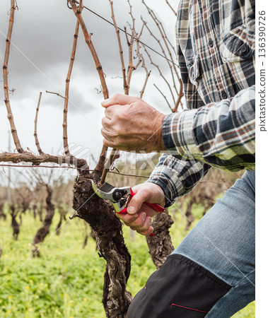 Farmer pruning the vine in winter. Agriculture. 136390726