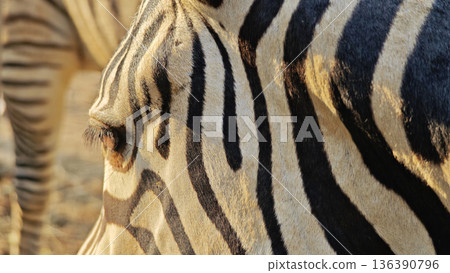 Close-up shot of zebra skin.black and white 136390796