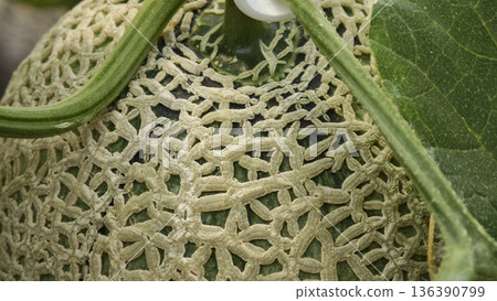 Close up Green cantaloupe melon plants are growing in the greenhouse 136390799